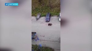 РЕЖИМ ПОВЫШЕННОЙ ГОТОВНОСТИ ВВЕДЁН В ПЕТРОПАВЛОВСКЕ ИЗ-ЗА НАШЕСТВИЯ МЕДВЕДЕЙ • НОВОСТИ КАМЧАТКИ