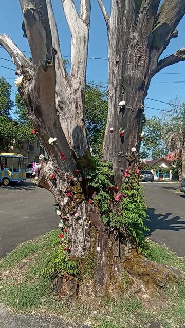Креативное дерево в Уреки (Грузия) 11.07.2025