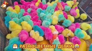 Цыплята и утята милые пушистики растут на радость хозяину (90)