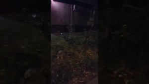 Мы идём гулять с собакой! | 26-сен-2025