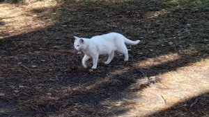 20250926_111954 Неожиданная встреча в сосновом бору