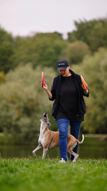 Уиппет Эвр - барьер через ногу, проходы, ловля бросков и роллов