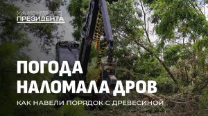 Как в Беларуси навели порядок с древесиной? На контроле Президента