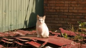 Новый котёнок 🐈 наблюдает как я траву сухую убираю