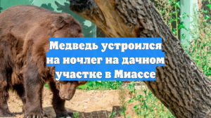 Медведь устроился на ночлег на дачном участке в Миассе