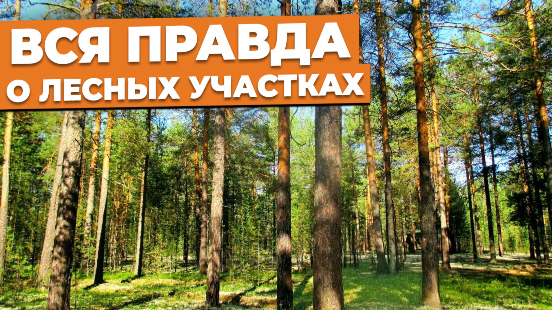 Плюсы и минусы лесного участка  Об этом МОЛЧАТ продавцы!