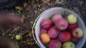 Наши яблоки