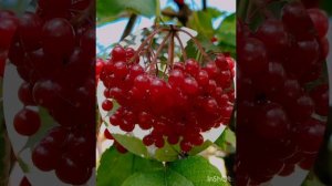 утренняя яркая солнечная прогулка ( 26 сентября)