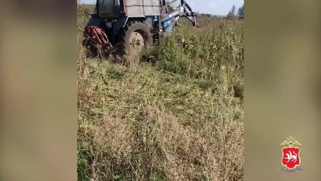 В Татарстане полицейские уничтожили дикорастущую коноплю в рамках оперативно-профилактической