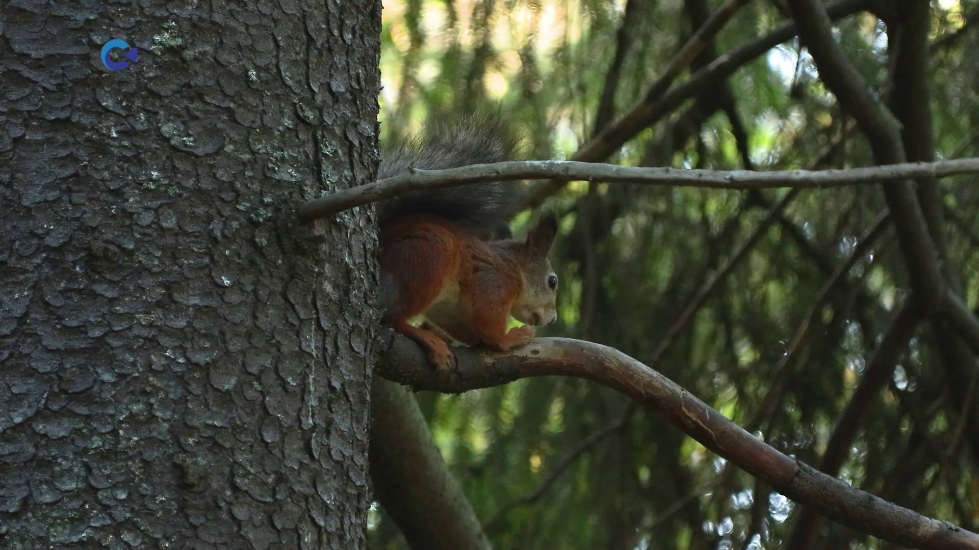 В Петрозаводске уже на следующей неделе откроется обновленный парк «Беличий остров»