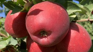 Яблоня Гала Девил и Брукфилд