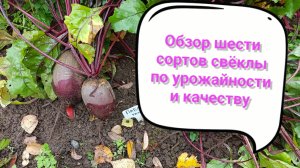 Обзор 6 сортов свёклы по урожайности и качеству
