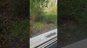 ПТИЧКИ КУШАЮТ СЕМЕЧКИ И ПШЕНО