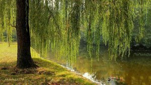 Целебная фортепианная музыка для глубокого сна и снятия тревоги _ Спокойные звуки воды для спокойной