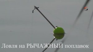 ЛОВЛЯ КАРАСЯ на РЫЧАЖНЫЙ Поплавок. БЕДРИНСКОЕ озеро. Рыбалка. Fishing