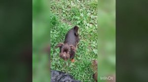 Наша Йори-шоколадная с подпалом🤎🧡