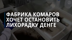 Фабрика комаров хочет остановить лихорадку денге