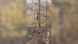 В Бурятии полиция отогнала в лес вышедшего в посёлок медведя,который после был обезврежен охотоведом