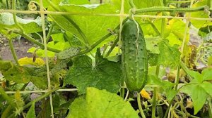 Подкормки для огурцов