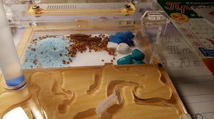 Муравьи-жнецы