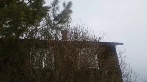 Щебет птиц около Енисейского дома (06.03.2024)