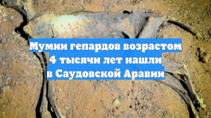 Мумии гепардов возрастом 4 тысячи лет нашли в Саудовской Аравии