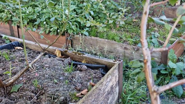 Итог моей работы сегодняшнего дня по обрезке голубики и поднятию осевших грядок. смотреть онлайн