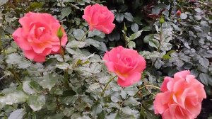 Осенние мотивы. Регион Южный Урал.