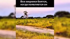 Гроза саванны