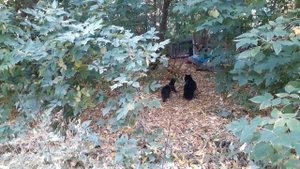 Осенняя прогулка.