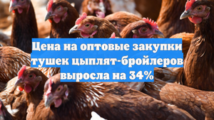 Цена на оптовые закупки тушек цыплят-бройлеров выросла на 34%