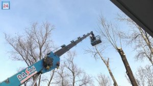 Столицу Хакасии очистят от старых тополей
