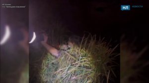 Орущего пловца вытащили спасатели ночью из пруда в Липецке