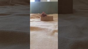 Sonadow. Название: страх любого беременного. (12 глава) Автор: Паренкова Мария.   (Котята на фоне)