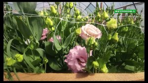ЦВЕТЫ ЭУСТОМЫ ВЫРАЩИВАЮТ ТЕПЛИЦАХ ТБИЛИССКОГО РАЙОНА