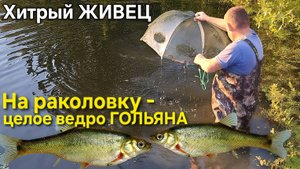 🔥Очень хитрый ЖЫВЕЦ⚡️ ведро Гольянчиков на Раколовку ⚡️ ЩУКУ ловить на КРУЖКИ !!!!