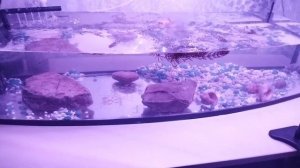 аквариум без рук человека 1 серия
