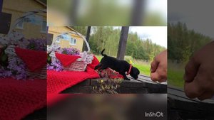 Вайнона 🖤🖤🖤девочка пти брабансон.уехала в Сербию