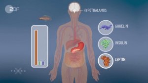 Три_важных_гормона_для_метаболизма