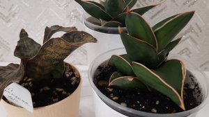 Сансивьерии: Кирки копертон вар. Kirkii copertone var.; Пингвикула вар. Pinguicula var. ;  Самурай