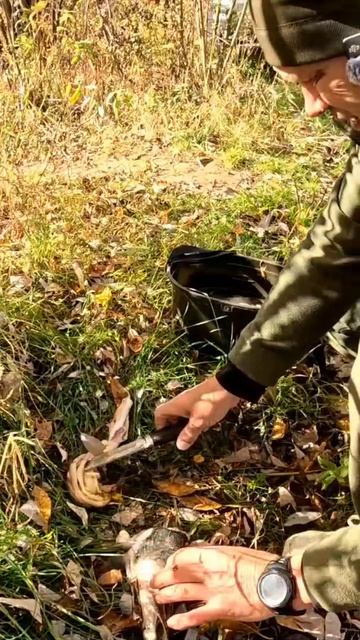 Привада на медведя. Если вороны за ночь не растянут, то он точно придёт.🤪