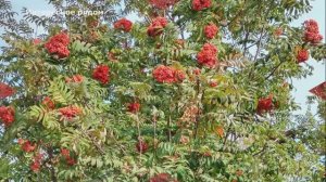 Осень красная рябина #краснаярябина #осень