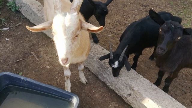 Машина готова к работе + 70% мощности, работа по хозяйству, неожиданный звонок.