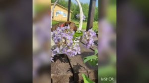 Байсей🧡🧡мальчик пти брабансон. уже выпускник