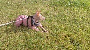 Я сижу на поляне и жду Мамаду