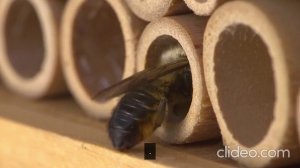 ОСМИИ- ОДИНОЧНЫЕ ПЧЁЛЫ