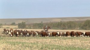 Красно-пестрая герефордская порода: где в Самаркой области разводят коров с родословной