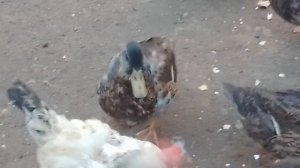 Хозяин, давай корми нас