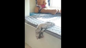 Настоящий кошачий болдеж