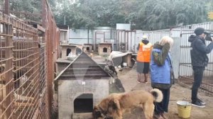 🙌 Люди вновь объединились, чтобы протянуть руку помощи тем, кто в ней нуждается — обитателям приюто